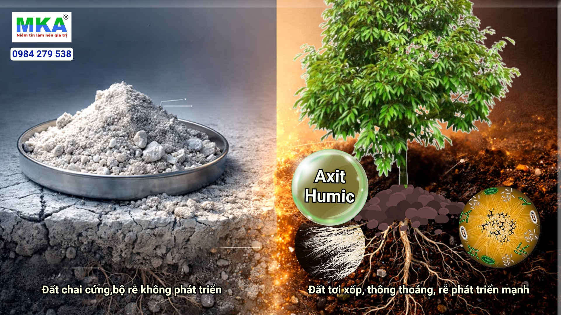 humic kích rễ mạnh không?